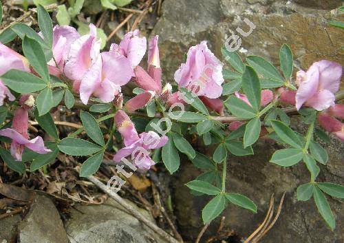 Chamaecytisus purpureus (Scop.) Link (Cytisus purpureus Scop., Viborgia purpurea (Scop.) Moench, Genista purpurea (Scop.) Scheele)