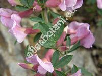 Chamaecytisus purpureus (Scop.) Link (Cytisus purpureus Scop., Viborgia purpurea (Scop.) Moench, Genista purpurea (Scop.) Scheele)