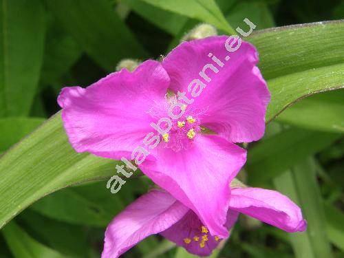 Tradescantia x andersoniana Ludw. et Rohw. 'Karminglut' (Tradescantia virginiana hort.)