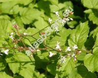 Circaea alpina L. (Circaea lutetiana var. alpina (L.) Torr.,)