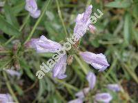 Salvia lavandulifolia Vahl