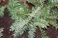 Cyrtomium falcatum (L. f.) C. Presl (Aspidium falcatum Sw., Polystichum falcatum (L. f.) Diels, Polypodium falcatum L. f., Dryopteris falcata (L. f.) Kuntze)