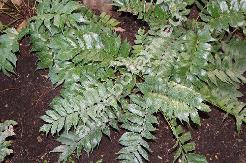 Cyrtomium falcatum (L. f.) C. Presl (Aspidium falcatum Sw., Polystichum falcatum (L. f.) Diels, Polypodium falcatum L. f., Dryopteris falcata (L. f.) Kuntze)