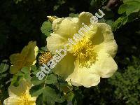 Rosa xanthina Lindl. (Rosa xanthina f. hugonis (Hemsl.) Rob., Rosa xanthinoides Nakai)