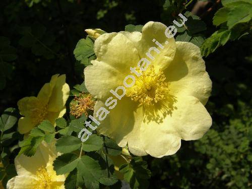 Rosa xanthina Lindl. (Rosa xanthina f. hugonis (Hemsl.) Rob., Rosa xanthinoides Nakai)