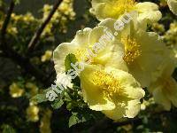 Rosa xanthina Lindl. (Rosa xanthina f. hugonis (Hemsl.) Rob., Rosa xanthinoides Nakai)