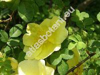 Rosa xanthina Lindl. (Rosa xanthina f. hugonis (Hemsl.) Rob., Rosa xanthinoides Nakai)