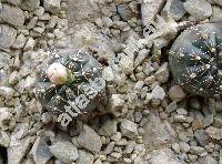 Gymnocalycium horstii Buin.