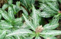 Justicia scheidweileri Grah. (Porphyrocoma lanceolata Scheidw.)