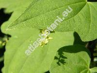 Dioscorea polystachya Turcz. (Dioscorea batatas Decne.)
