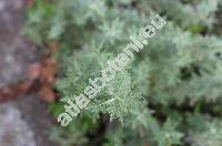 Artemisia rupestris L. (Absinthium virgatum Turcz. ex Ledeb., Artemisia dentata Willd.,  Artemisia viridifolia Ledeb.)