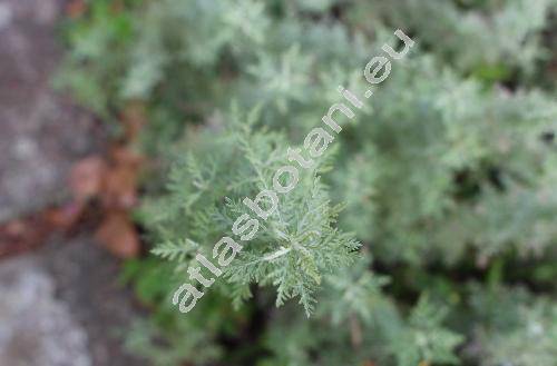 Artemisia rupestris L. (Absinthium virgatum Turcz. ex Ledeb., Artemisia dentata Willd.,  Artemisia viridifolia Ledeb.)
