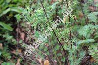 Artemisia rupestris L. (Absinthium virgatum Turcz. ex Ledeb., Artemisia dentata Willd.,  Artemisia viridifolia Ledeb.)