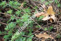Artemisia rupestris L. (Absinthium virgatum Turcz. ex Ledeb., Artemisia dentata Willd.,  Artemisia viridifolia Ledeb.)