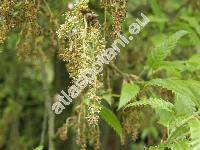Quercus libani Oliv.