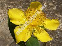 Hypericum 'Hidcote' (Hypericum calycinum 'Hidcote')