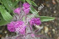 Stachys lavandulifolia Vahl. (Sideritis orientalis (Gled.) Koch)