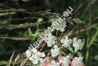 Torilis arvensis (Huds.) Link (Caucalis arvensis Huds., Scandix infesta L., Anthriscus arvensis (Huds.) Kosos-Pol.)