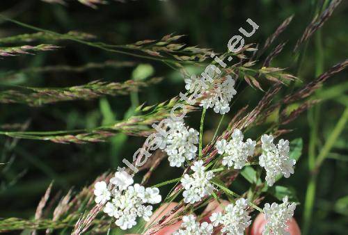 Torilis arvensis (Huds.) Link (Caucalis arvensis Huds., Scandix infesta L., Anthriscus arvensis (Huds.) Kosos-Pol.)