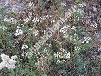 Torilis arvensis (Huds.) Link (Caucalis arvensis Huds., Scandix infesta L., Anthriscus arvensis (Huds.) Kosos-Pol.)