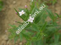 Epilobium roseum Schreb. (Chamaenerion roseum Schreb.)