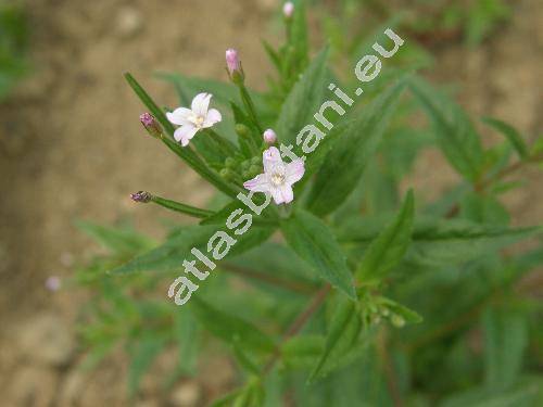 Epilobium roseum Schreb. (Chamaenerion roseum Schreb.)