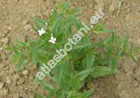Epilobium roseum Schreb. (Chamaenerion roseum Schreb.)