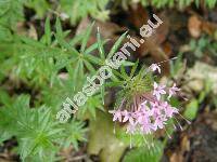 Asperula orientalis Boiss. et Hohen. (Asperula arvensis subsp. orientalis (Boiss. et Hohen.) Thib., Asperula azurea Jaub. et Spach, Galium azureum)