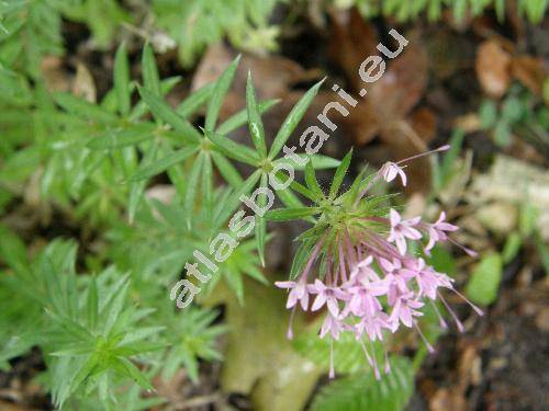 Asperula orientalis Boiss. et Hohen. (Asperula arvensis subsp. orientalis (Boiss. et Hohen.) Thib., Asperula azurea Jaub. et Spach, Galium azureum)