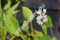 Pontederia cordata L. 'Alba'