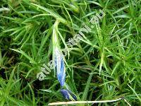 Gentiana farreri Balf. f. (Gentianodes farreri (Balf. f.) . Lve et D. Lve, Gentiana lawrencei var. farreri (Balf. f.) Ho)