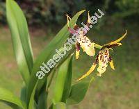 Brassia verrucosa Bat. ex Lindl. (Oncidium verrucosum (Bat. ex Lindl.) Rchb. f.)
