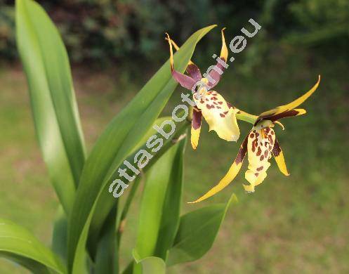 Brassia verrucosa Bat. ex Lindl. (Oncidium verrucosum (Bat. ex Lindl.) Rchb. f.)