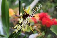 Brassia verrucosa Bat. ex Lindl. (Oncidium verrucosum (Bat. ex Lindl.) Rchb. f.)