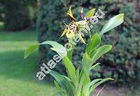 Brassia verrucosa Bat. ex Lindl. (Oncidium verrucosum (Bat. ex Lindl.) Rchb. f.)