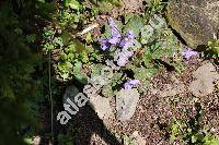 Ramonda nathaliae (Chaixia nathaliae (Pan. et Petr.) Schwarz, Ramonda nathaliae f. sebricifolia)
