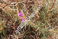 Epilobium dodonaei Vill. (Chamaenerion dodonaei (Vill.) Kost., Epilobium angustissimum Grauer, Epilobium rosmarinifolium (Haenke) Moench)