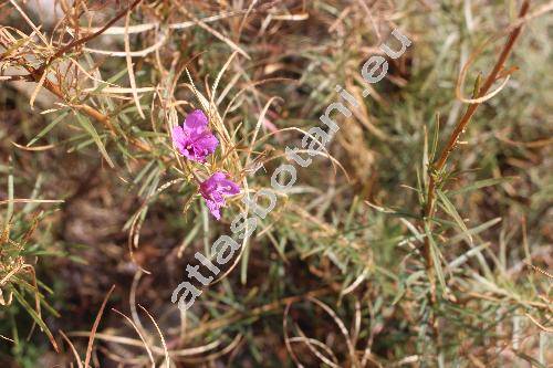 Epilobium dodonaei Vill. (Chamaenerion dodonaei (Vill.) Kost., Epilobium angustissimum Grauer, Epilobium rosmarinifolium (Haenke) Moench)