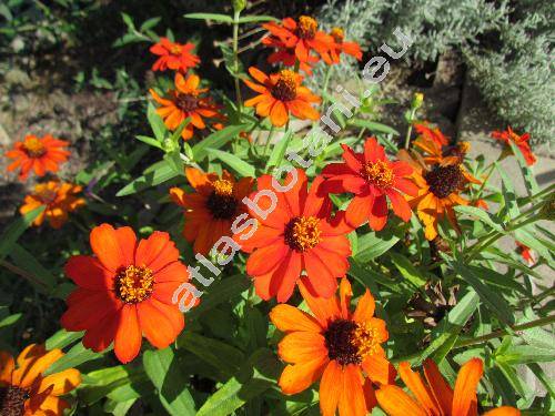 Zinnia angustifolia Kunth (Crassina angustifolia Kuntze, Zinnia angustifolia x elegans)