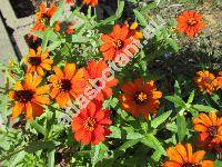 Zinnia angustifolia Kunth (Crassina angustifolia Kuntze, Zinnia angustifolia x elegans)