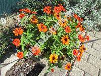 Zinnia angustifolia Kunth (Crassina angustifolia Kuntze, Zinnia angustifolia x elegans)