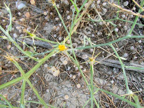 Centaurea solstitialis L. (Calcitrapa solstitialis (L.) Lam.)