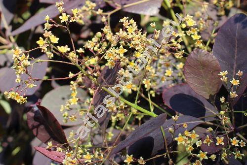 Cotinus coggygria 'Royale Purple' (Cotinus coggygria Scop., Rhus cotinus L.)