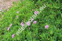 Osteospermum fruticosum (L.) Norl. (Dimorphotheca fruticosa (L.) Less., Calendula fruticosa  L., Osteospermum riparium Hoffm.)