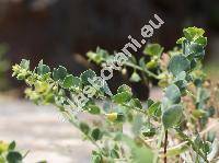 Andrachne telephioides L. (Andrachne rotundifolia Mey)