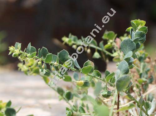 Andrachne telephioides L. (Andrachne rotundifolia Mey)