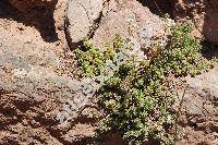 Sedum laconicum Boiss. et Heldr. (Sedum album agg.)