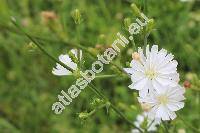 Cichorium intybus f. alba Farw. (Cichorium intybus subsp. intybus, Cichorium commune Pall., Cichorium hirsutum Gren., Cichorium cicorae Dum.)
