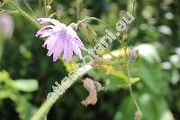 Cicerbita macrophylla (Willd.) Wallr. (Mulgedium macrophyllus (Willd.) DC., Sonchus macrophyllus Willd., Lactuca macrophylla (Willd.) Gray)