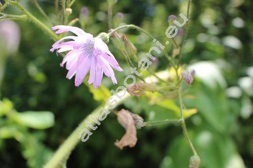 Cicerbita macrophylla (Willd.) Wallr. (Mulgedium macrophyllus (Willd.) DC., Sonchus macrophyllus Willd., Lactuca macrophylla (Willd.) Gray)